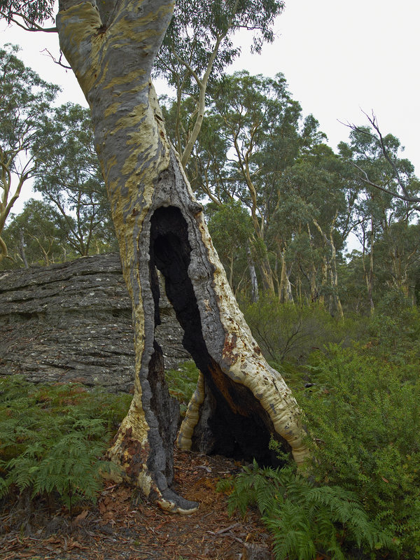 Dunn's Swamp